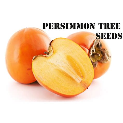 Persimmon Seeds 2022 2023